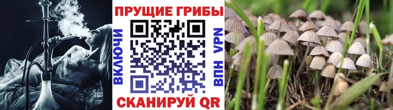 Галлюциногенные грибы Psilocybe  Купить где  Петровск-Забайкальский 